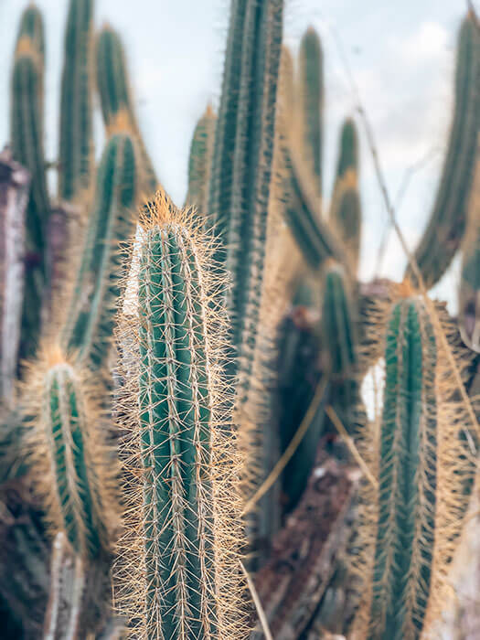 Cactus on the Jack and Isaac Bay trail - St. Croix, Virgin Islands